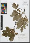 Foto von Salix appendiculata Vill.